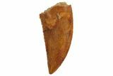 Serrated, Raptor Tooth - Real Dinosaur Tooth #135156-1